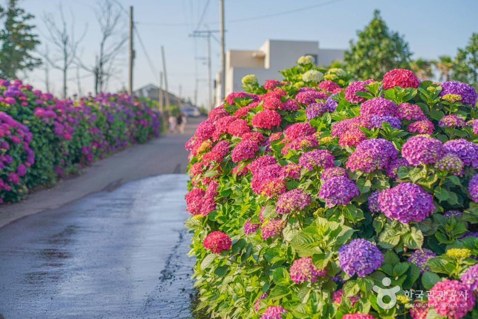 서귀포_안성리수국길 (3) / Source: Korea Tourism Organization