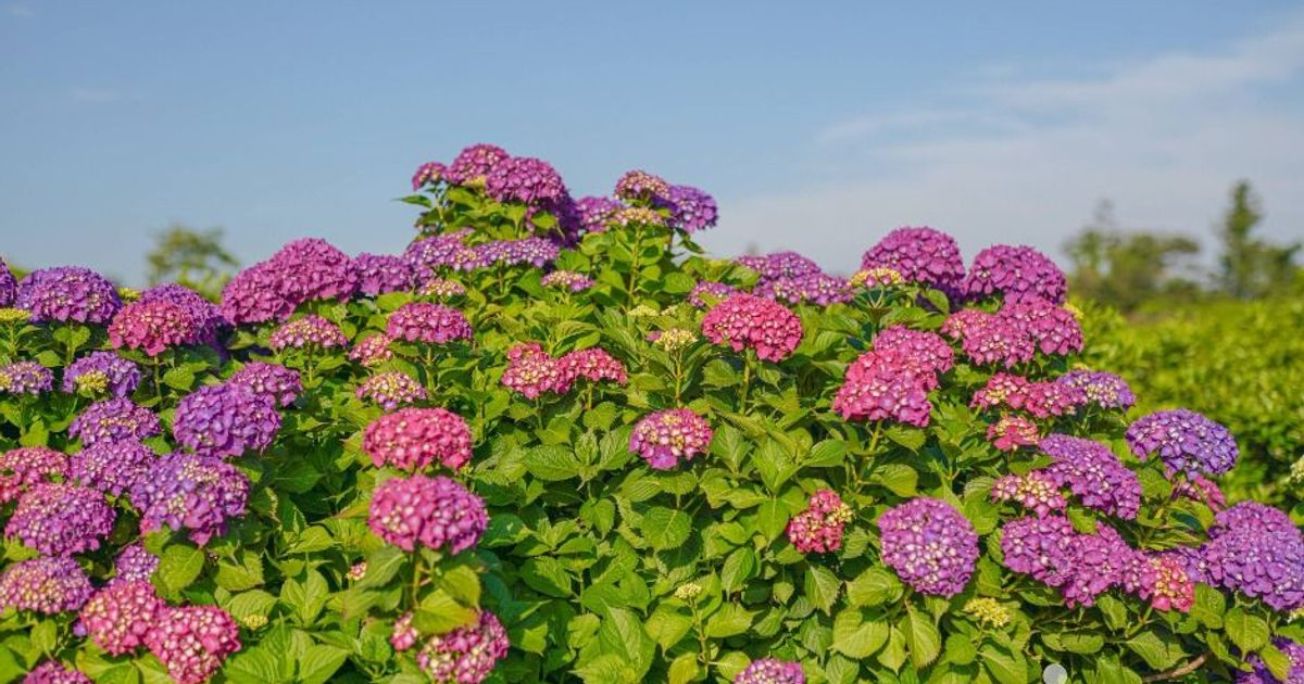 서귀포_안성리수국길 (1) / Source: Korea Tourism Organization